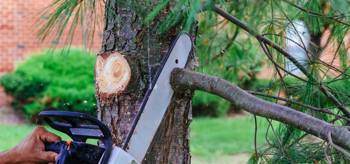 Professional is cutting trees using a chainsaw Cutting trees with saw